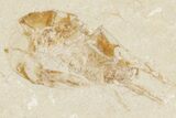 Four Cretaceous Fossil Shrimp (Carpopenaeus) - Hjoula, Lebanon - #201357-3